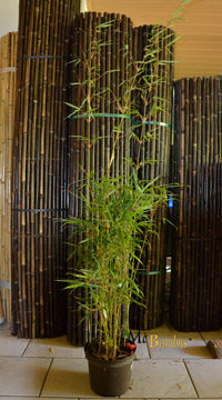 Bambus-Stuttgart Fargesia robusta campbell - Hhe 140 cm