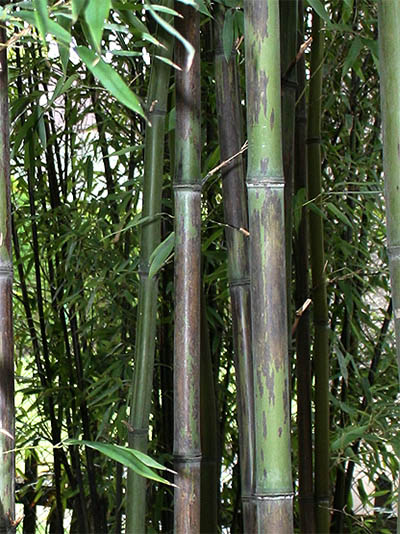 Bambus-Stuttgart Bambushain mit Phyllostachys nigra Boryana