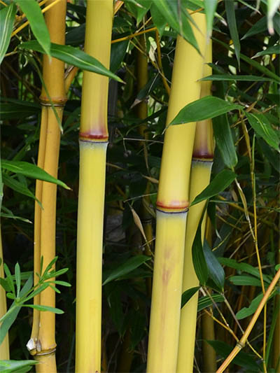 Bambus-Stuttgart Detail vom Bambushalm der Sorte Phyllostachys aureosulcata Aureocaulis