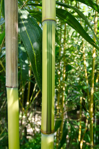 Bambus-Stuttgart Detailansicht vom Bambus Halm - Phyllostachys aureosulcata Spectabilis