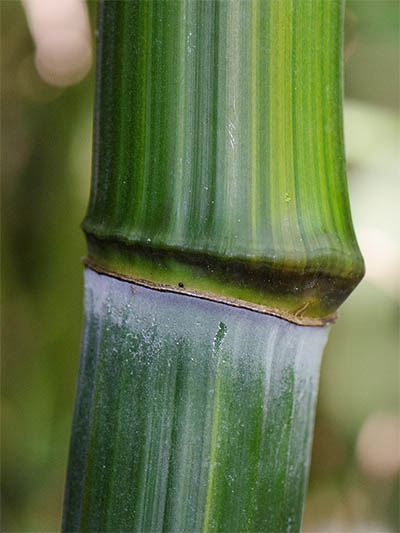 Bambus-Stuttgart Detailansicht vom Bambushalm Phyllostachys aureosulcata harbin
