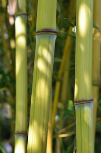 Bambus-Stuttgart Detailansicht vom Bambushalm Phyllostachys aureosulcata harbin inversa