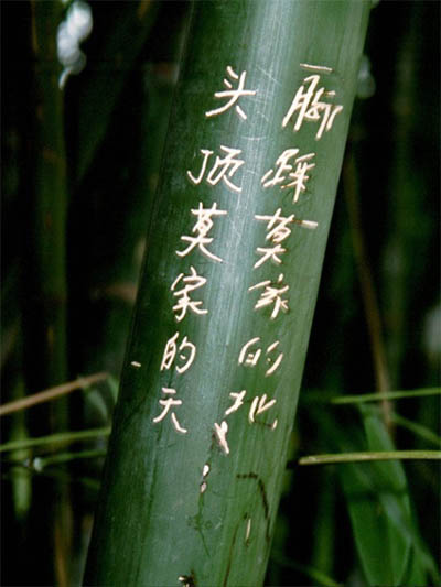 Bambus-Stuttgart Phyllostachys pubescens Moso - Hhe in Deutschland bis 7 Meter