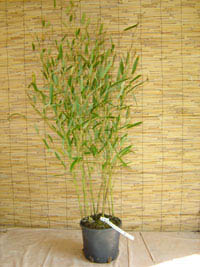 Bambus-Stuttgart Phyllostachys heteroclada - Wasserbambus