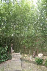 Bambus-Stuttgart: Phyllostachys bissetii - Ort: Stuttgart