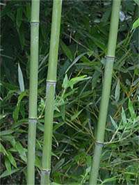 Bambus-Stuttgart: Halmansicht von Phyllostachys bissetii - Ort: Stuttgart