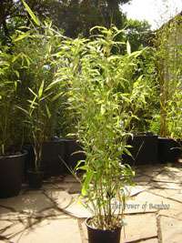 Bambus-Stuttgart: Phyllostachys Mannii H�he ca. 80 cm - Ort: Stuttgart