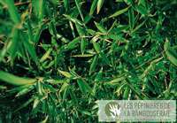 Bambus-Stuttgart: Ansicht der sattgr�nen Bl�tter von Phyllostachys Mannii - Ort: Stuttgart