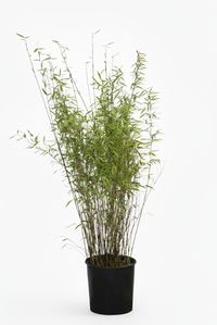 Produkt: Bambus-Stuttgart Bambus Fargesia Nitida - Black Pearl