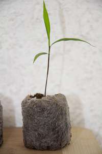Bambus-Stuttgart: Phyllostachys pubescens edulis - Moso - Riesenbambus - Ort: Stuttgart