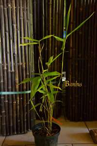 Produkt: Bambus-Stuttgart Phyllostachys pubescens edulis - Moso - Riesenbambus