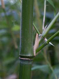 Produkt: Bambus-Stuttgart Phyllostachys viridiglaucescens