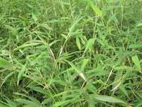 Bambus-Stuttgart: Phyllostachys bissetii - Ort: Stuttgart