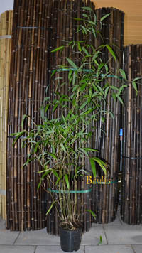 Bambus-Stuttgart: Phyllostachys atrovaginata - Hhe 150 cm - Ort: Stuttgart