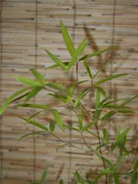 Produkt: Bambus-Stuttgart Phyllostachys decora