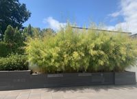 Produkt: Bambus-Stuttgart Bambus Fargesia robusta campbell