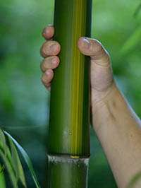 Bambus-Stuttgart: Aufnahme von Phyllostachys vivax huangwenzhu - Ort: Stuttgart