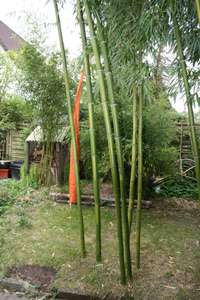 Bambus-Stuttgart: Halmaustrieb von Phyllostachys vivax  - Ort: Stuttgart