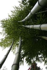 Bambus-Stuttgart: Detailansicht vom Phyllostachys vivax huangwenzhu - Ort: Stuttgart