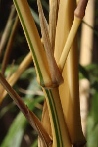 Bambus-Stuttgart: Detailansicht vom Halm Phyllostachys vivax aureocaulis - Ort: Stuttgart