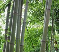 Bambus-Stuttgart: Bambushain von Phyllostachys Nigra Henonis - Ort: Stuttgart