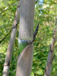 Bambus-Stuttgart: Halmaustrieb von Phyllostachys Nigra Henonis - Ort: Stuttgart