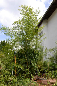Bambus-Stuttgart: Phyllostachys aureosulcata Spectabilis - Ort: Stuttgart