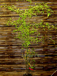 Bambus-Stuttgart: Phyllostachys nigra Boryana - Gre 150 cm - Ort: Stuttgart