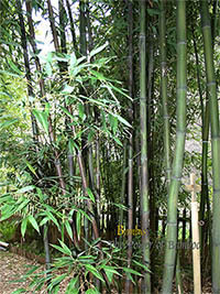 Bambus-Stuttgart: Bambushain mit Phyllostachys nigra Boryana - Ort: Stuttgart
