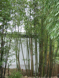 Bambus-Stuttgart: Bambushain Phyllostachys nigra Boryana - Ort: Stuttgart