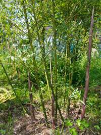 Bambus-Stuttgart: Phyllostachys parvifolia - Ort: Stuttgart