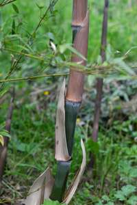 Bambus-Stuttgart: Der Halmaustrieb von Phyllostachys parvifolia beginnt von Mitte Mai bis Ende Juni - Ort: Stuttgart