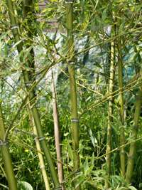 Bambus-Stuttgart: Halmdetailansicht von Phyllostachys parvifolia mit dem charakteristische Halmreif unterhalb der Nodie - Ort: Stuttgart