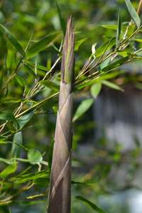 Bambus-Stuttgart: Frische Halmspitze von Phyllostachys parvifolia im Mai - Ort: Stuttgart
