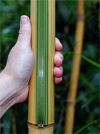Produkt: Bambus-Stuttgart Phyllostachys vivax Huangwenzhu Inversa