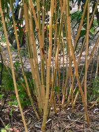 Bambus-Stuttgart: Phyllostachys vivax Huangwenzhu Inversa Hain nach 3 Jahren - Ort: Stuttgart