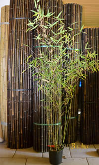 Bambus-Stuttgart: Bambus Fargesia Nitida - mit 140 cm Lieferhhe - Ort: Stuttgart