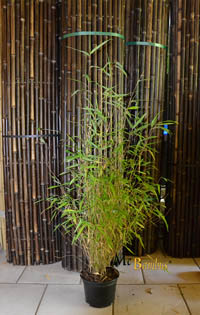 Bambus-Stuttgart: Bambus Fargesia  - mit 80 cm Lieferhhe - Ort: Stuttgart