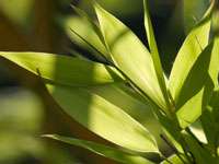Bambus-Stuttgart: Bambus Fargesia Nitida - Blatt - Ort: Stuttgart