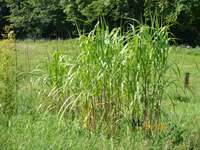 Bambus-Stuttgart: Miscanthus Riesen Chinaschilf - 2-j�hrig - Ort: Stuttgart