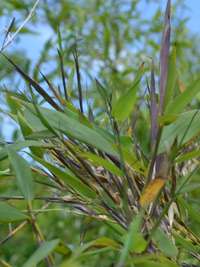 Bambus-Stuttgart: Phyllostachys arcana Luteosulcata Bl�te 2014 in der N�he von K�ln - Ort: Stuttgart