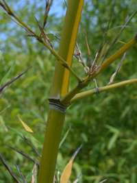 Produkt: Bambus-Stuttgart Phyllostachys arcana Luteosulcata