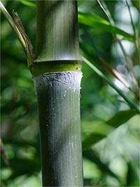 Bambus-Stuttgart: Phyllostachys atrovaginata - Detailansicht Halm nach dem Austrieb - Ort: Stuttgart