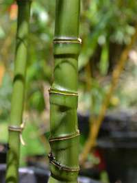 Bambus-Stuttgart: Halmansicht Phyllostachys aurea mit den typischen Knoten - Ort: Stuttgart