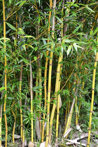 Bambus-Stuttgart: Phyllostachys aureosulcata Aureocaulis mit neuen Halmen - Ort: Stuttgart