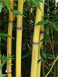 Bambus-Stuttgart: Detail vom Bambushalm der Sorte Phyllostachys aureosulcata Aureocaulis - Ort: Stuttgart