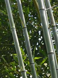 Bambus-Stuttgart: Phyllostachys aureosulcata alata - typische olivf�rbung der Halme - Ort: Stuttgart