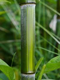 Bambus-Stuttgart: Detailansicht vom Bambushalm Phyllostachys aureosulcata harbin - Ort: Stuttgart