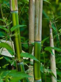 Bambus-Stuttgart: Phyllostachys aureosulcata harbin - Ort: Stuttgart