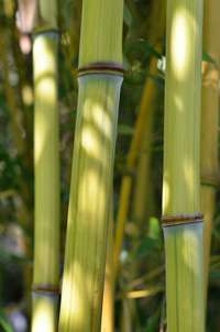 Produkt: Bambus-Stuttgart Phyllostachys aureosulcata Harbin Inversa